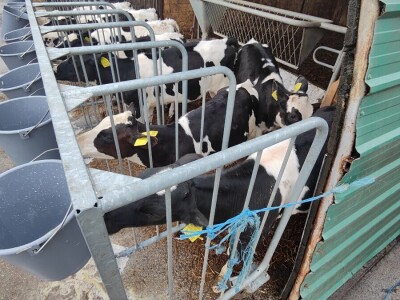 Deltina farma goveda na Petrović salašu