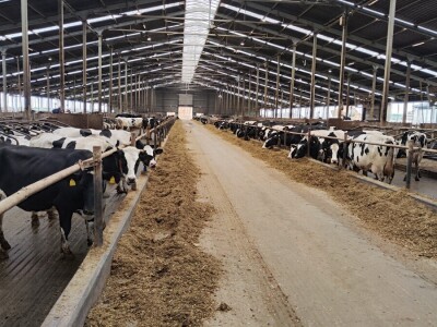 Deltina farma goveda na Petrović salašu