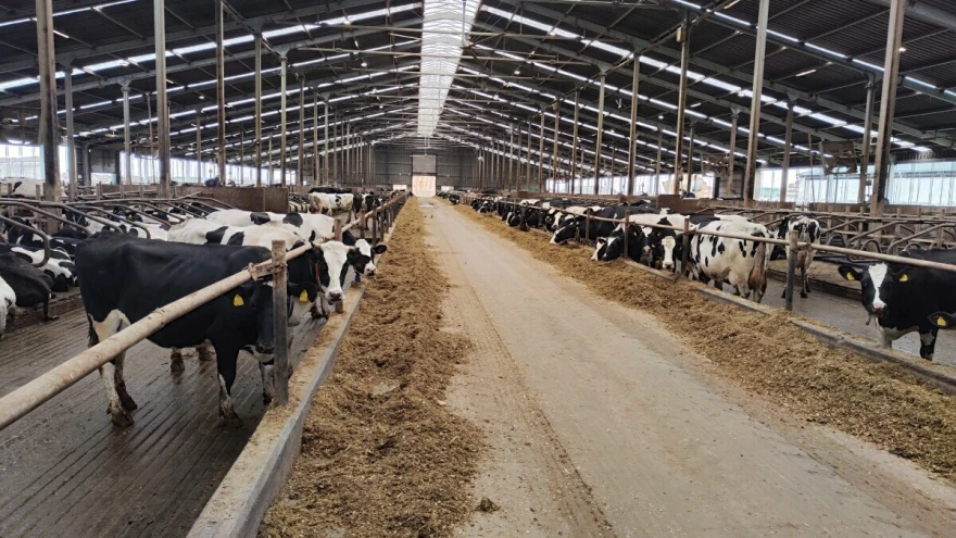 Farma krava