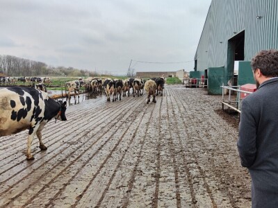 Deltina farma goveda na Petrović salašu