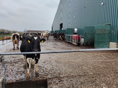 Deltina farma goveda na Petrović salašu