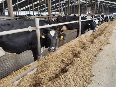 Deltina farma goveda na Petrović salašu