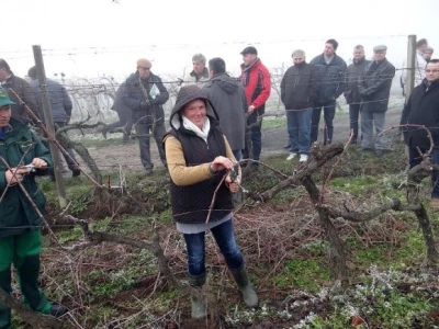 Prezentacija u vinogradu