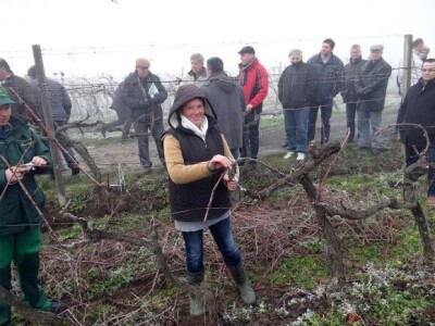 Prezentacija u vinogradu