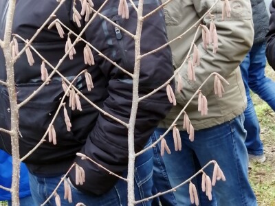 demonstracija rezidbe lijeske