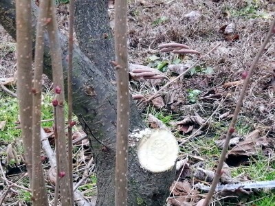 demonstracija rezidbe lijeske