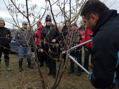 demonstracija rezidbe lijeske
