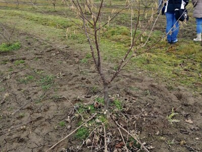 demonstracija rezidbe lijeske