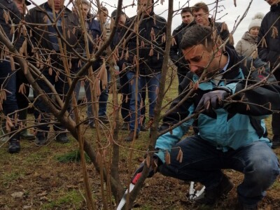 demonstracija rezidbe lijeske