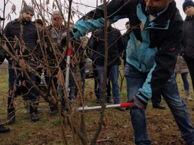 demonstracija rezidbe lijeske