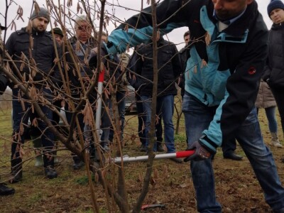 demonstracija rezidbe lijeske