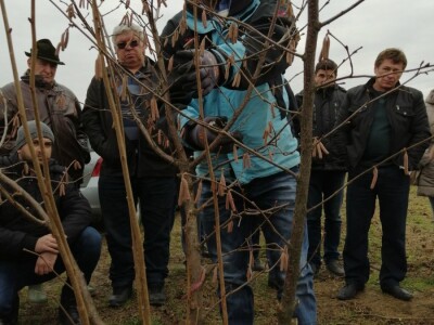 demonstracija rezidbe lijeske
