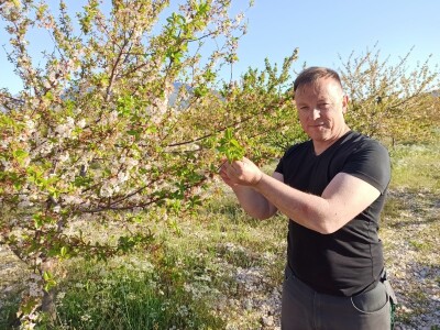 Voćnjak višnje maraske u Šestanovcu Voćnjak višnje maraske u Šestanovcu