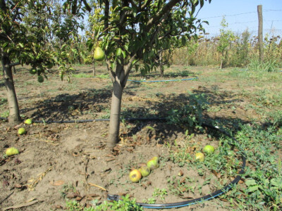 deo-roda-obrao-vetar