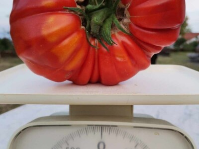 Pčelar Želimir Depoli i energetska neovisnost