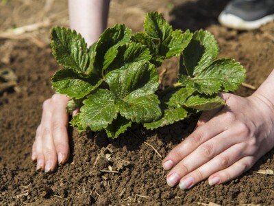 proizvodnja jagode proizvodnja jagode