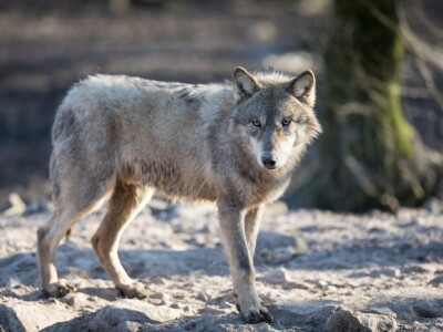 Vuk ili njegova inačica