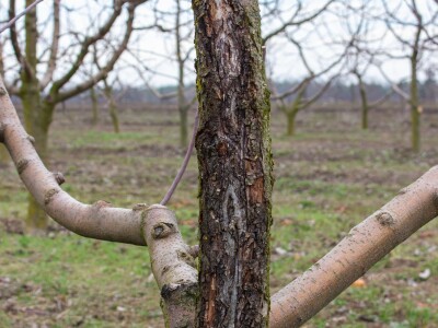 Bakterijski rak krušaka Bakterijski rak krušaka