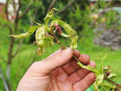 Zimska rezidba koštičavih voćaka