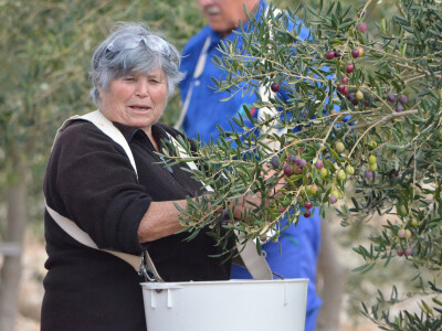 Berba u kalifornijske nosiljke