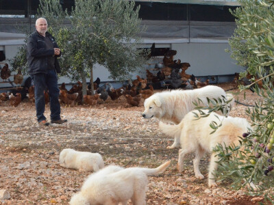 Bijeli vučjaci čuvaju koke i imanje