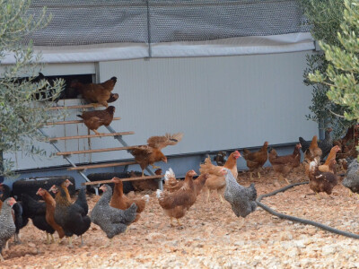 Kad izađu iz kokošinjca kokama je na raspolaganju cijeli maslinik