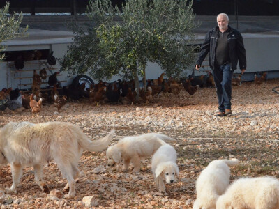 Kira i dio potomstva iz prvog legla