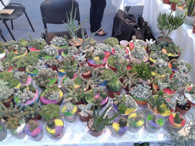 Iz ljubavi prema kaktusima razvila vlastiti posao