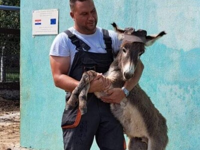 Destilerija i sušara u Gornjim Maovicama Destilerija i sušara u Gornjim Maovicama