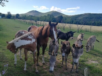 Destilerija i sušara u Gornjim Maovicama Destilerija i sušara u Gornjim Maovicama