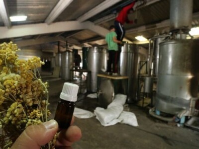 Destilacija smilja u jednoj od destilerija na području dalmacije