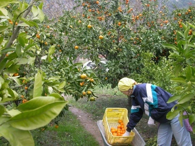 Detalj berbe mandarina u dolini Neretve