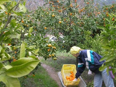 Detalj berbe mandarina u dolini Neretve
