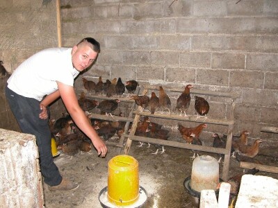 Detalj Božine farme - koke hrvatice