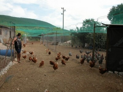Branimir Strizirep s kokama hrvaticama na svojoj farmi Branimir Strizirep s kokama hrvaticama na svojoj farmi