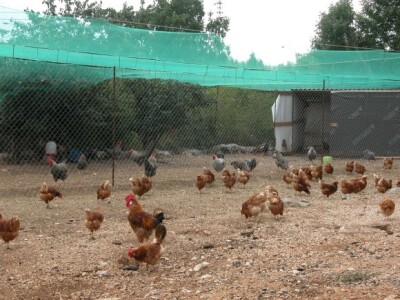 Detalj farme koka hrvatica OPG-a Koka-jaja Detalj farme koka hrvatica OPG-a Koka-jaja