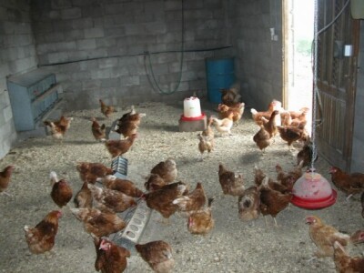 Farma OPG-a koka hrvatica obitelji Strizirep Farma OPG-a koka hrvatica obitelji Strizirep