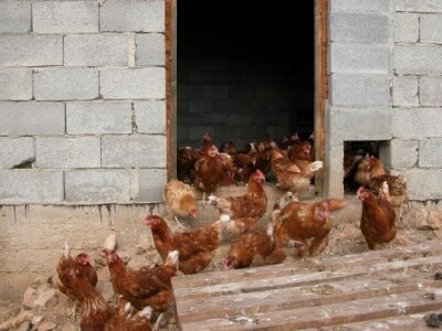 Detalj farme OPG-a Koka-jaja u Koprivnu Detalj farme OPG-a Koka-jaja u Koprivnu