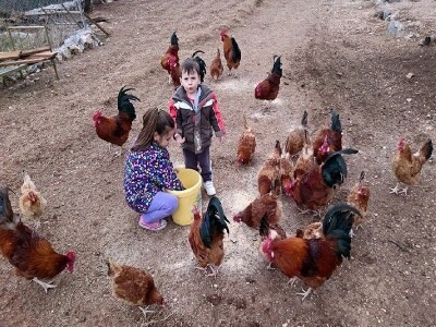 Detalj farme uzgoja koka hrvatica OPG Mirjana Strizirep Detalj farme uzgoja koka hrvatica OPG Mirjana Strizirep