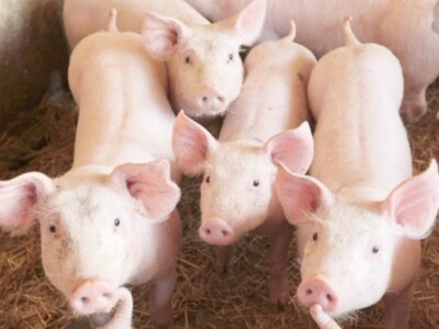 Detalj male farme svinja