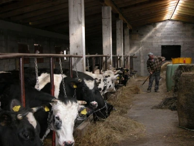 Detalj farme muznih krava u dalmatinskom zaobalju