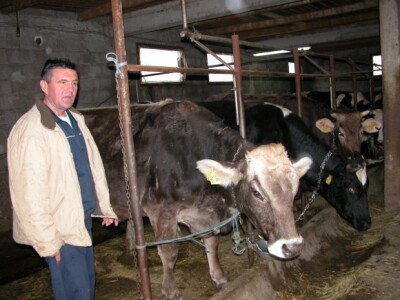 Bandalo uz muzne krave na svojoj farmi