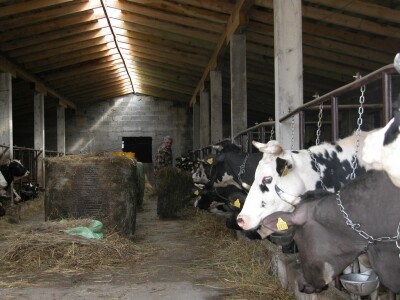 Detalj iz Putnikove farme goveda u Brnazama kod Sinja