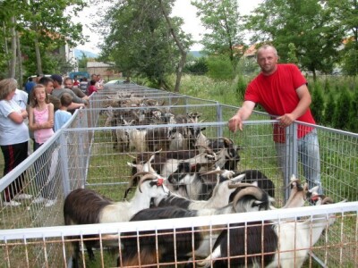 Koze izložene na stočnoj izložbi Splitsko-dalmatinske županije