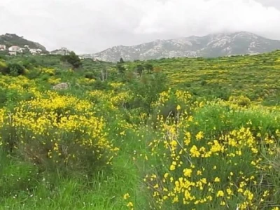 Kliško polje
