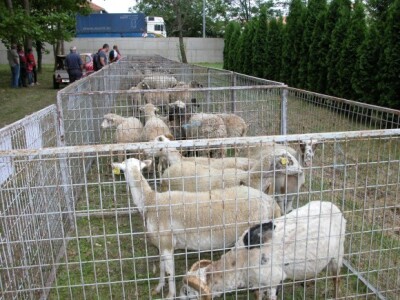 Detalj kolekcije ovaca na 10. županijskoj izložbi stole Sinj 2015 na hipodromu Detalj kolekcije ovaca na 10. županijskoj izložbi stole Sinj 2015 na hipodromu