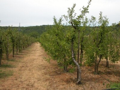 Jabučnjak OPG Majić-Zec