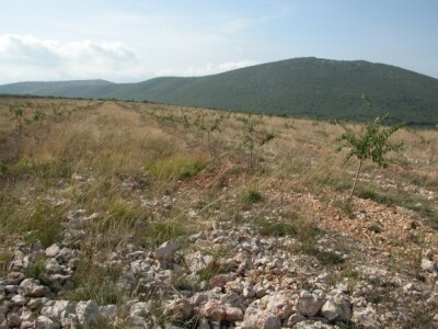 Detalj plantaže mladih badema OPG Josip Čari u dalmatinskom kršu