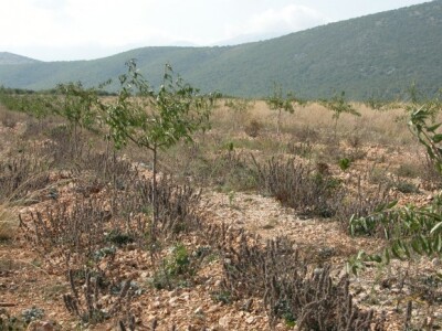 Na atraktivnoj lokaciji mladi poljoprivrednik-voćar Josip Čarić će izgajati smilje, lavandu kamo će rado dolaziti i turisti