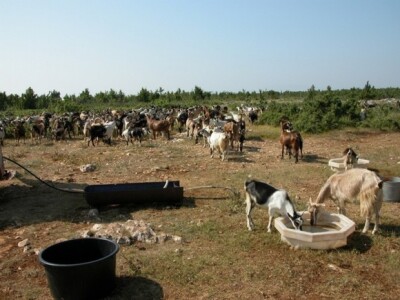 Detalj improviziranog pojilišta za koze na obroncima planine Kamešnice
